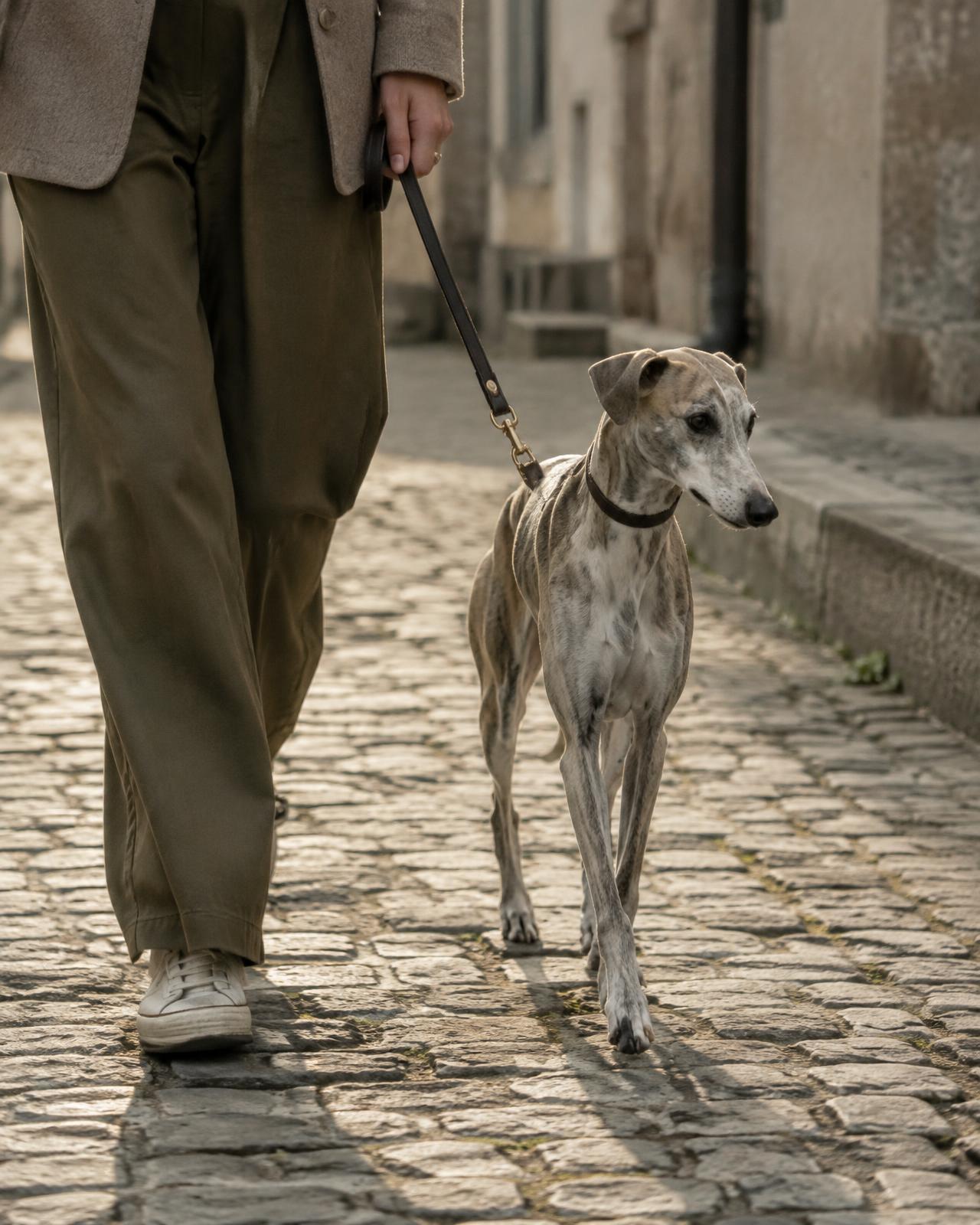 A whippet walking on a leash along a cobblestone street